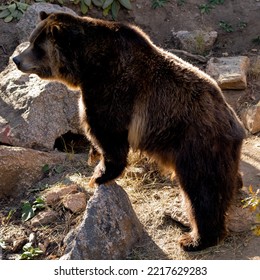 Grizzly Bear Side Profile Portrait With Amber Sun Rim Light