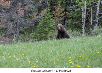 a grizzly bear sits in a field of dandelions and wildflowers on the border of British Columbia and Alberta