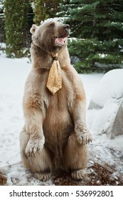 Grizzly Bear Sitting