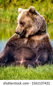 Grizzly Bear Sitting By A Pond. Discovery Wildlife Park, Innisfill, Alberta, Canada