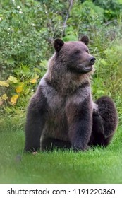 Grizzly Bear Sitting On Grass Bella Coola British Columbia Canada