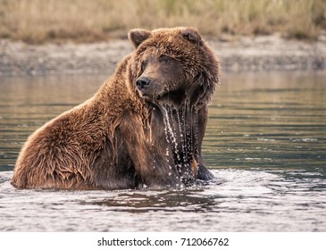 29 Water Dripping Off Bear Images, Stock Photos & Vectors 