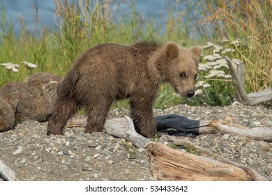 Grizzly Bear Small Spring Cub On A Beach
