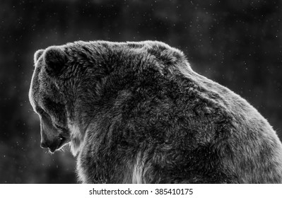 Grizzly Bear In The Snow