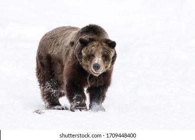 Grizzly Bear In Snow, Ursus Arctos