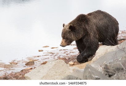 Grizzly bear in the spring