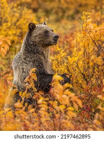Grizzly Bear Standing in Fall Foliage - Shutterstock ID 2197462895