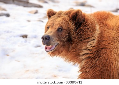 Grizzly Bear Standing In The Snow With A Funny Grin On Its Face, Near Bozeman, Montana