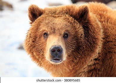 Grizzly bear standing in snow looking directly at camera with eyes wide open, near Bozeman, Montana.