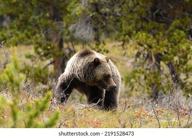 A Grizzly Bear Stands Bow Legged In A Dry Meadow