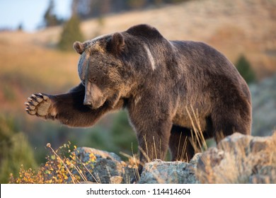 Grizzly Bear Swating Bug