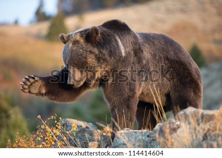 Grizzly Bear swating bug