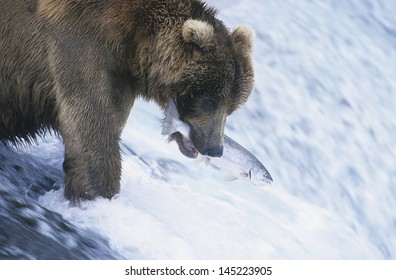 Grizzly Bear Swimming With Fish In Mouth