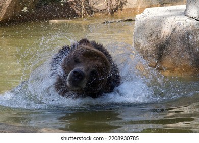 a grizzly bear swimming shakes its head as water sprays in a directions