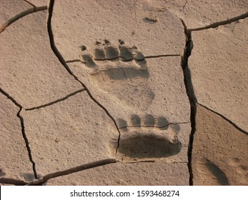         Grizzly Bear Tracks In The Cracked Mud Of A Dried Shoreline                       