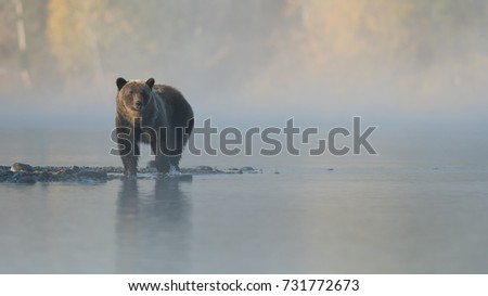 Grizzly Bear (Ursus arctos) - Dreamy Days