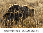 Grizzly bear (Ursus arctos horribilis) 793 and one of her cubs backlit in Grand Teton National Park in October 2023
