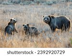 Grizzly bear (Ursus arctos horribilis) 793 and her cubs in Grand Teton National Park in October 2023
