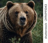 The grizzly bear (Ursus arctos horribilis) is a formidable North American subspecies of the brown bear, recognized for its large size, muscular build, and distinctive shoulder hump. Found primarily in