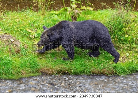 Grizzly Bear (Ursus arctos horribilis) on riverbank of Fish Creek, Tongass national forest, Alaska, USA.