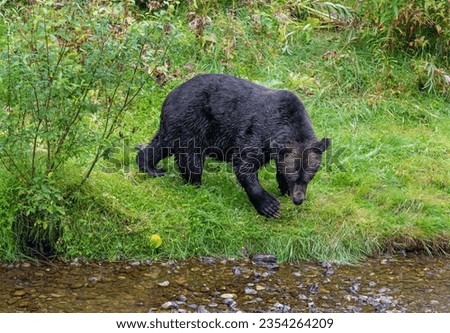 Grizzly Bear (Ursus arctos horribilis) looking for salmon at Fish Creek bear observation site, Tongass national forest, Alaska, USA.