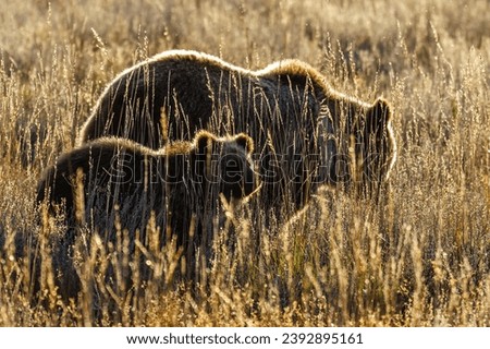 Grizzly bear (Ursus arctos horribilis) 793 and one of her cubs backlit in Grand Teton National Park in October 2023
