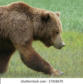 Grizzly bear walk stock photo 17418670 shutterstock
