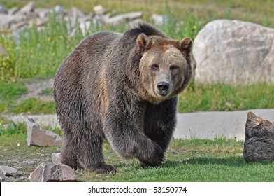 Grizzly Bear Walking