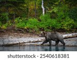 Grizzly Bear walking along the lake shore in Alaska