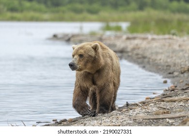 Grizzly Bear Walking Along River's Edge