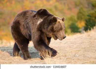 Grizzly Bear Walking In Grass