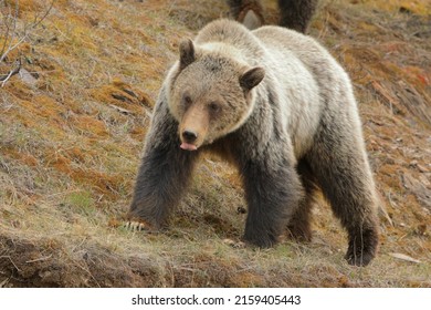 Grizzly Bear Walking With His Tongue Out