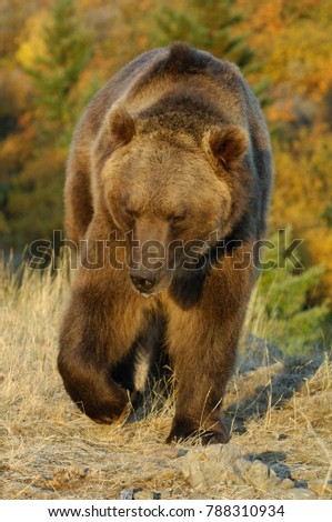 Brown Bear Adventure