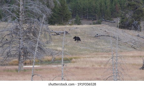 a grizzly bear walks across a bank at yellowstone national park in wyoming, usa
