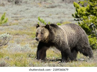 A Grizzly Bear Walks Through The Sage Brush With A Bow Legged Gait