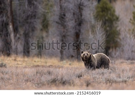 Similar – mr. bison Wild animal