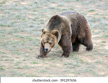 The Grizzly Bear, while on the California state flag, has been extirpated from the state and lives only in select areas in the United States including limited areas in the Rocky Mountains and Alaska