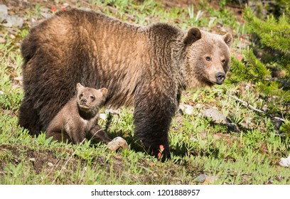 Grizzly bear in the wild - Shutterstock ID 1201888957