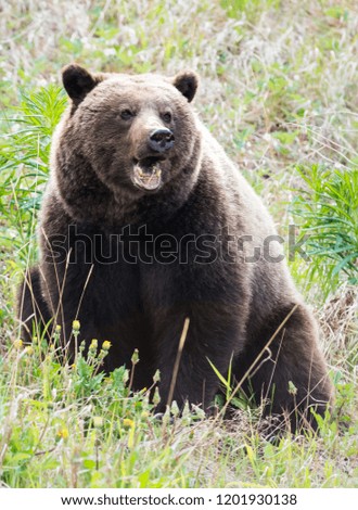 Similar – Brown Bear Adventure