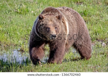 Similar – Image, Stock Photo Brown Bear Adventure