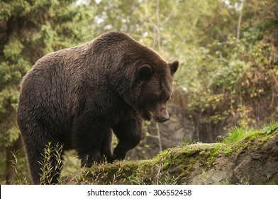Grizzly Bear, Woodland Park Zoo, Seattle