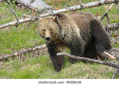 Grizzly Bear In Yellowstone