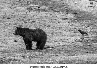 A Grizzly Bear In Yellowstone National Park