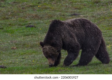 A Grizzly Bear In Yellowstone National Park