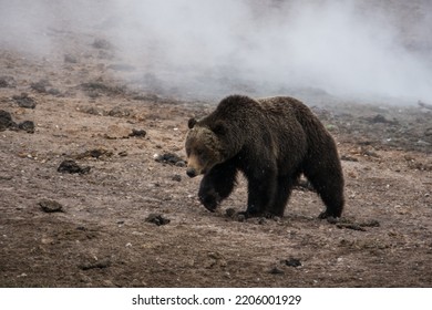 A Grizzly Bear In Yellowstone National Park