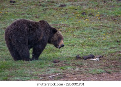 A Grizzly Bear In Yellowstone National Park