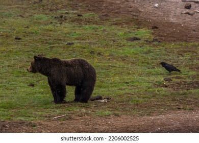 A Grizzly Bear In Yellowstone National Park