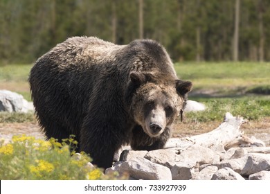 Grizzly Bear Yellowstone National Park