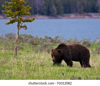 Grizzly Bear, Yellowstone National Park