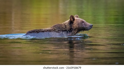 Grizzly Bears Of Bella Coola, British Columbia, Canada. Bear Swimming Accross A River.